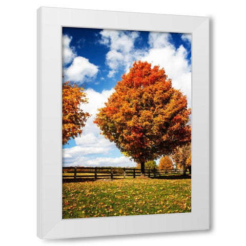 Trees of Gold I White Modern Wood Framed Art Print by Hausenflock, Alan