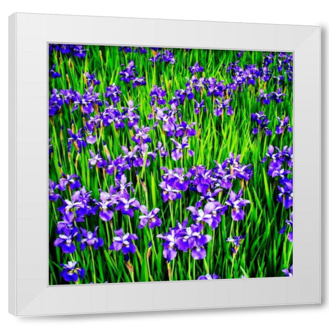 Iris Profusion White Modern Wood Framed Art Print by Hausenflock, Alan