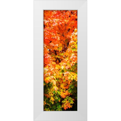 Autumn Maple I White Modern Wood Framed Art Print by Hausenflock, Alan
