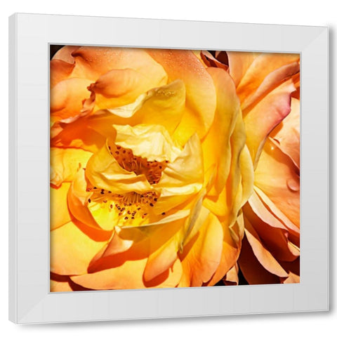 Yellow Fire Rose I White Modern Wood Framed Art Print by Hausenflock, Alan