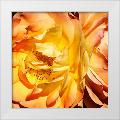 Yellow Fire Rose I White Modern Wood Framed Art Print by Hausenflock, Alan