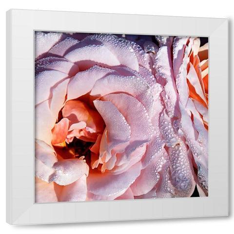 Pink Roses White Modern Wood Framed Art Print by Hausenflock, Alan