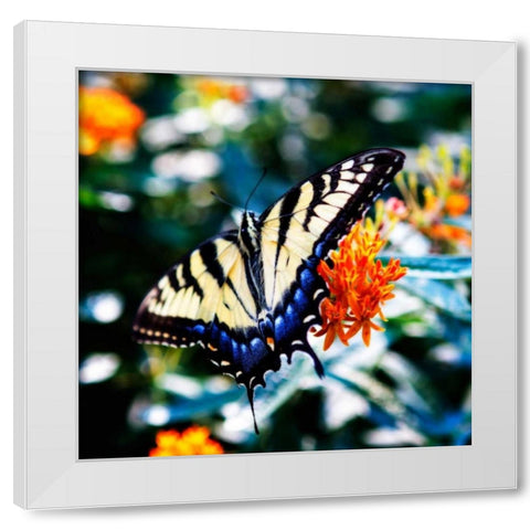 Resting Butterfly II White Modern Wood Framed Art Print by Hausenflock, Alan