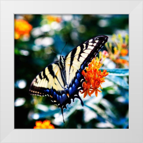 Resting Butterfly II White Modern Wood Framed Art Print by Hausenflock, Alan