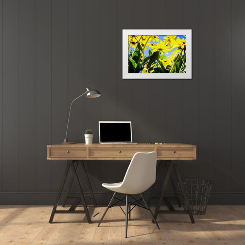 Yellow Daisies White Modern Wood Framed Art Print by Hausenflock, Alan