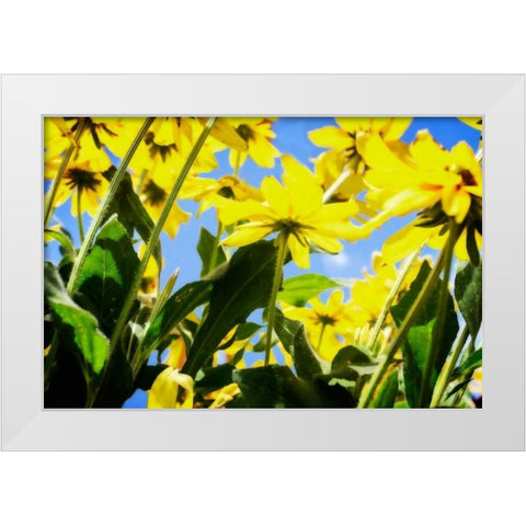 Yellow Daisies White Modern Wood Framed Art Print by Hausenflock, Alan