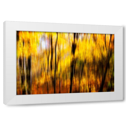 Autumn Impressions I White Modern Wood Framed Art Print by Hausenflock, Alan