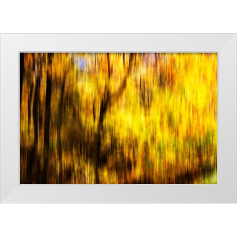 Autumn Impressions II White Modern Wood Framed Art Print by Hausenflock, Alan