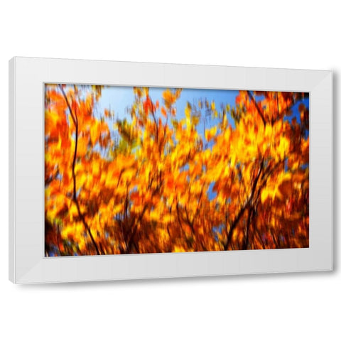 Autumn Impressions V White Modern Wood Framed Art Print by Hausenflock, Alan