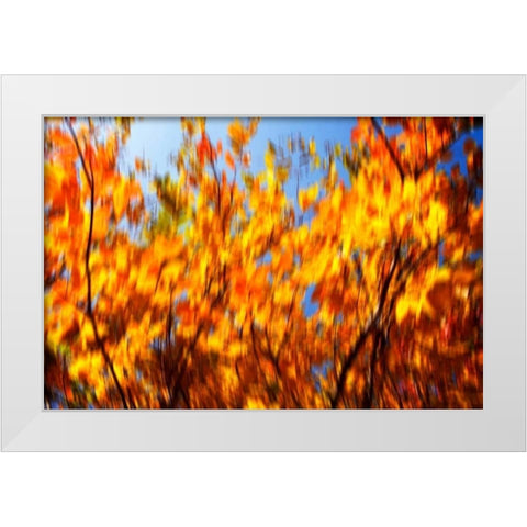 Autumn Impressions V White Modern Wood Framed Art Print by Hausenflock, Alan