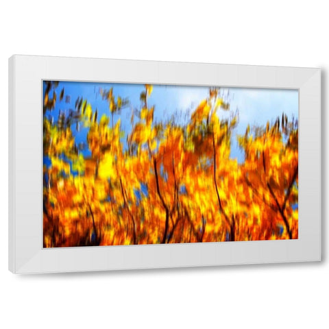 Autumn Impressions VI White Modern Wood Framed Art Print by Hausenflock, Alan