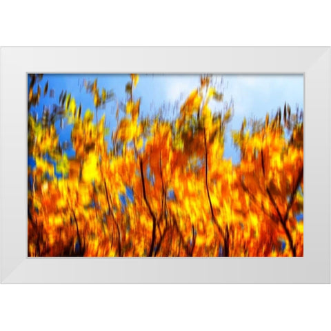 Autumn Impressions VI White Modern Wood Framed Art Print by Hausenflock, Alan