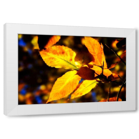 Autumn Impressions X White Modern Wood Framed Art Print by Hausenflock, Alan