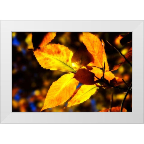 Autumn Impressions X White Modern Wood Framed Art Print by Hausenflock, Alan