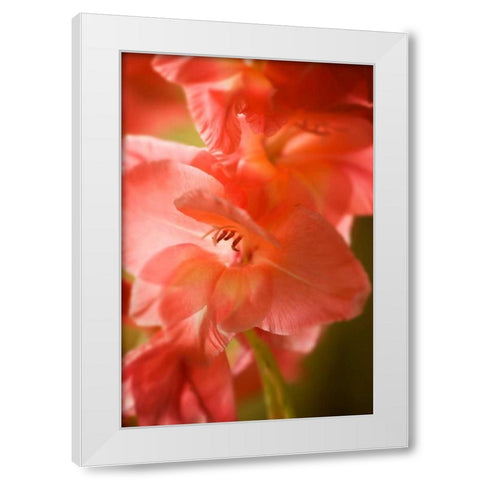 Bella Rosa I White Modern Wood Framed Art Print by Hausenflock, Alan