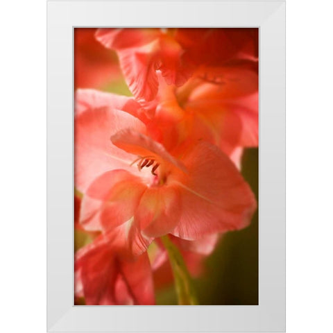 Bella Rosa I White Modern Wood Framed Art Print by Hausenflock, Alan