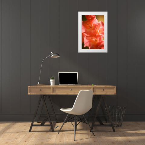 Bella Rosa II White Modern Wood Framed Art Print by Hausenflock, Alan