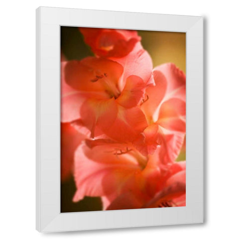 Bella Rosa II White Modern Wood Framed Art Print by Hausenflock, Alan