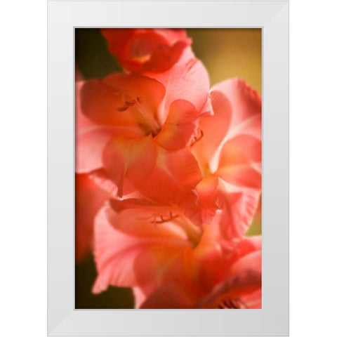 Bella Rosa II White Modern Wood Framed Art Print by Hausenflock, Alan