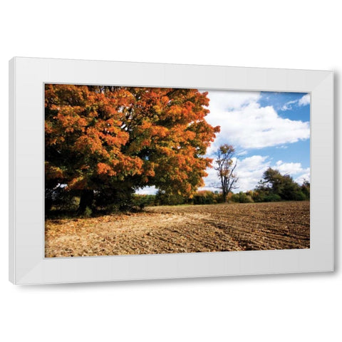 Autumn Scene II White Modern Wood Framed Art Print by Hausenflock, Alan