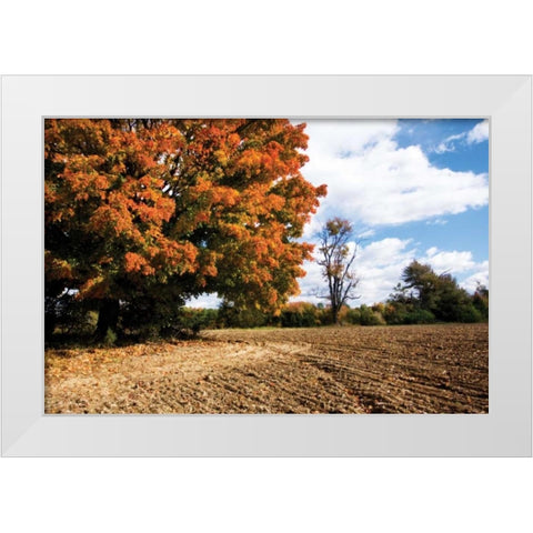 Autumn Scene II White Modern Wood Framed Art Print by Hausenflock, Alan