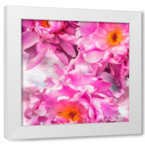 Pink Flowers I White Modern Wood Framed Art Print by Hausenflock, Alan