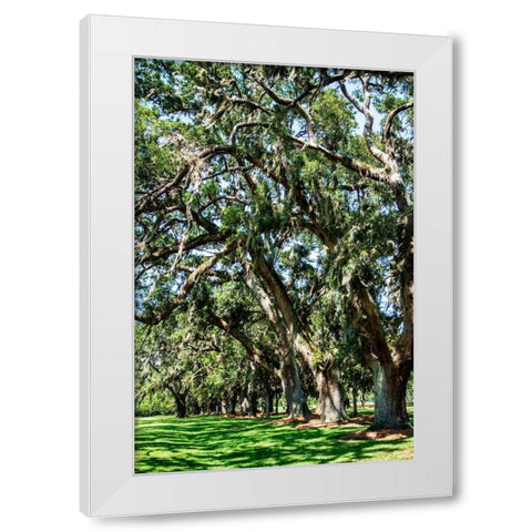 Avenue of Oaks II White Modern Wood Framed Art Print by Hausenflock, Alan