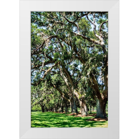 Avenue of Oaks II White Modern Wood Framed Art Print by Hausenflock, Alan