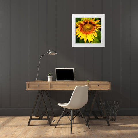 Sunflower I White Modern Wood Framed Art Print by Hausenflock, Alan