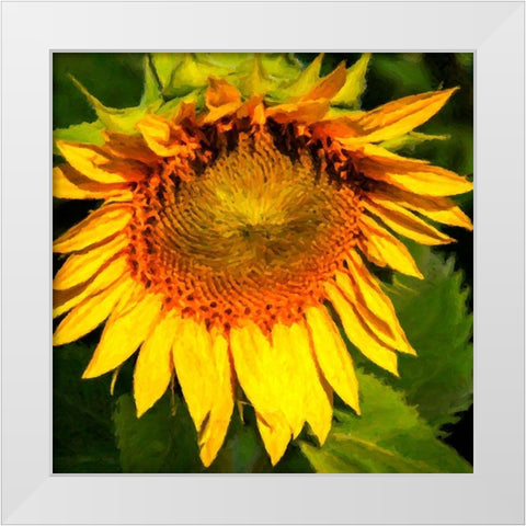 Sunflower I White Modern Wood Framed Art Print by Hausenflock, Alan