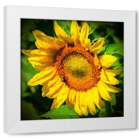 Sunflower II White Modern Wood Framed Art Print by Hausenflock, Alan