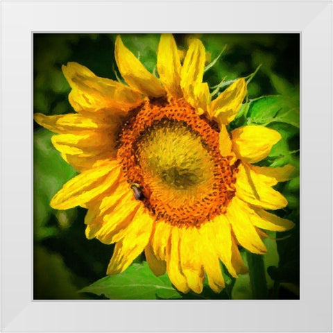 Sunflower II White Modern Wood Framed Art Print by Hausenflock, Alan