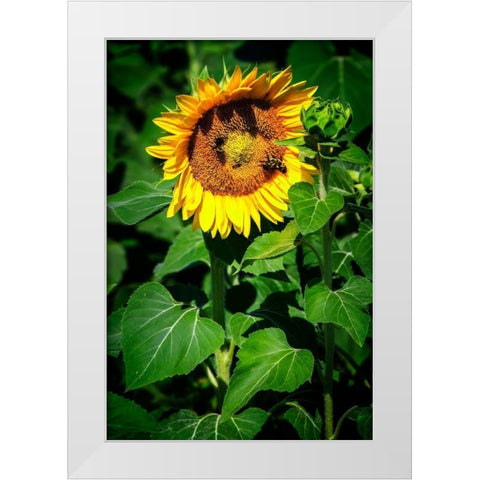 A Summer Flower I White Modern Wood Framed Art Print by Hausenflock, Alan