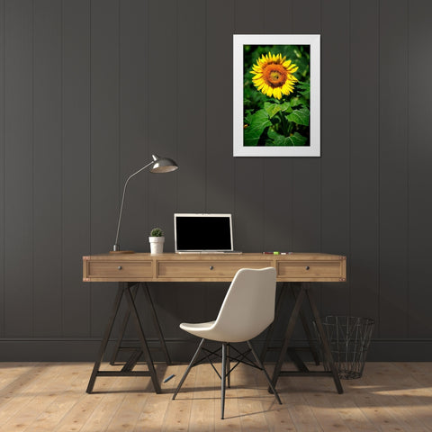 A Summer Flower II White Modern Wood Framed Art Print by Hausenflock, Alan