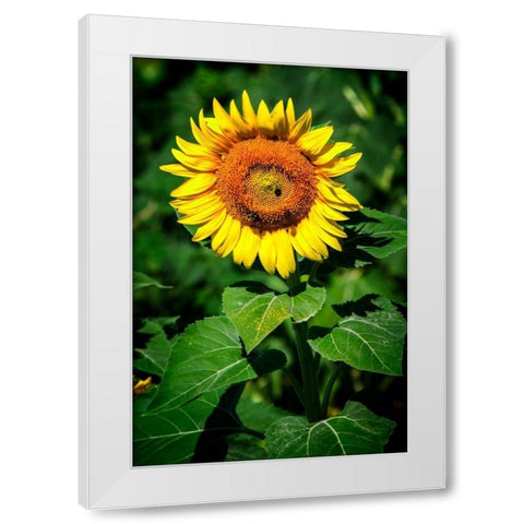 A Summer Flower II White Modern Wood Framed Art Print by Hausenflock, Alan