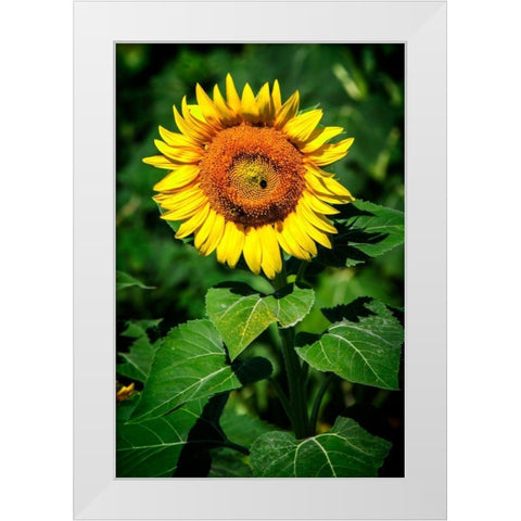 A Summer Flower II White Modern Wood Framed Art Print by Hausenflock, Alan