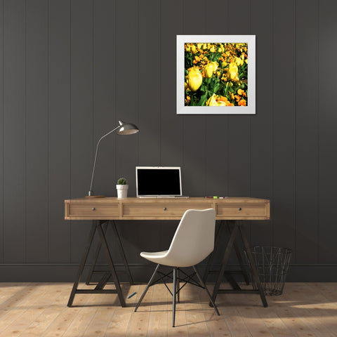 Yellow Tulips White Modern Wood Framed Art Print by Hausenflock, Alan