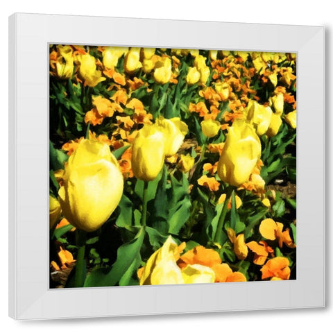 Yellow Tulips White Modern Wood Framed Art Print by Hausenflock, Alan