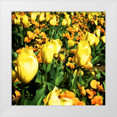 Yellow Tulips White Modern Wood Framed Art Print by Hausenflock, Alan