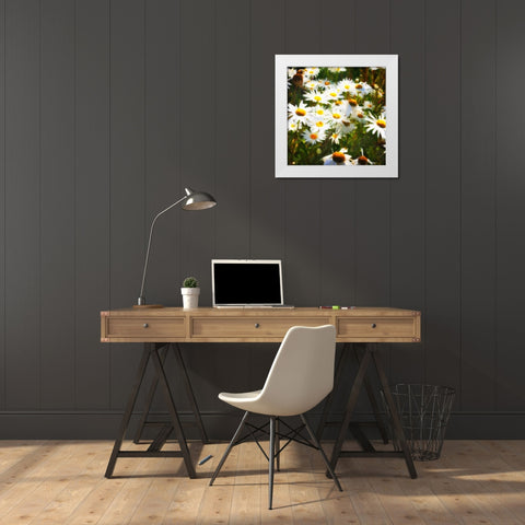Sunlit Daisies White Modern Wood Framed Art Print by Hausenflock, Alan