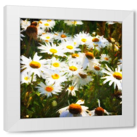 Sunlit Daisies White Modern Wood Framed Art Print by Hausenflock, Alan