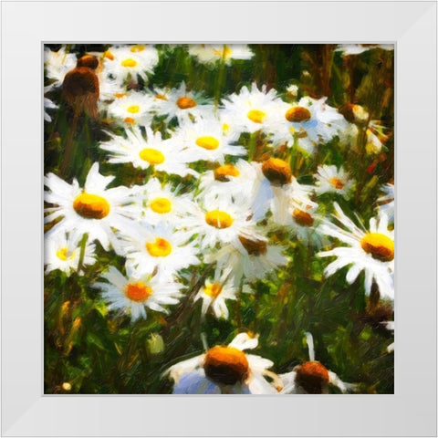 Sunlit Daisies White Modern Wood Framed Art Print by Hausenflock, Alan