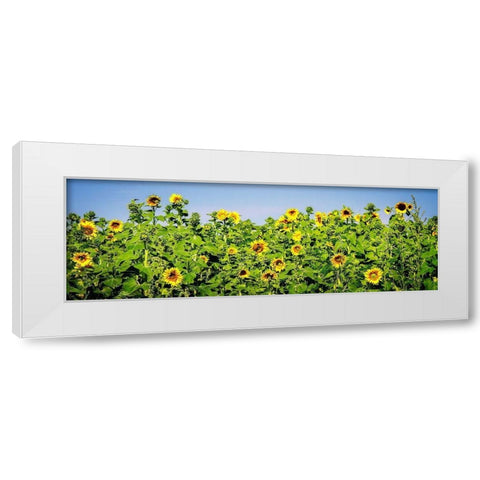 Sunny Sunflowers I White Modern Wood Framed Art Print by Hausenflock, Alan