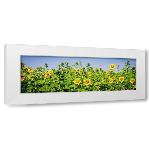 Sunny Sunflowers II White Modern Wood Framed Art Print by Hausenflock, Alan