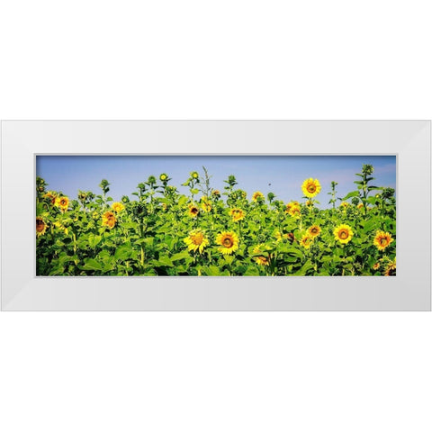 Sunny Sunflowers II White Modern Wood Framed Art Print by Hausenflock, Alan