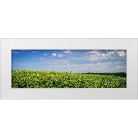 Sunflower Fields I White Modern Wood Framed Art Print by Hausenflock, Alan