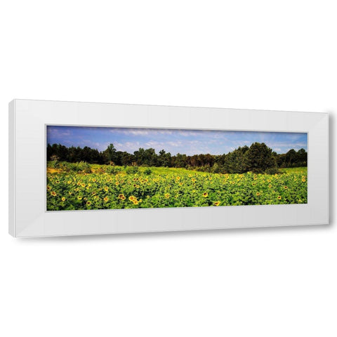 Sunflower Fields II White Modern Wood Framed Art Print by Hausenflock, Alan