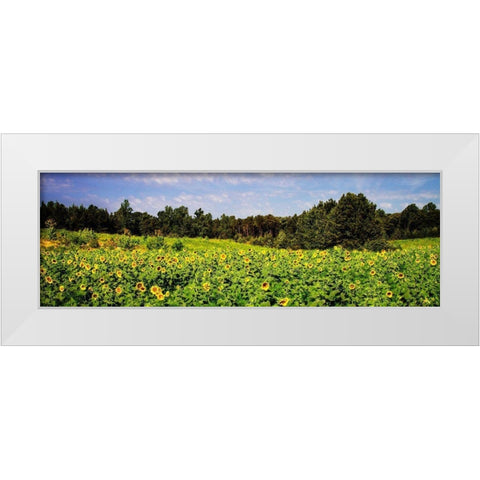 Sunflower Fields II White Modern Wood Framed Art Print by Hausenflock, Alan