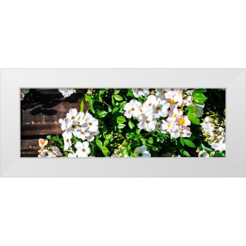 Climbing Wild Roses I White Modern Wood Framed Art Print by Hausenflock, Alan