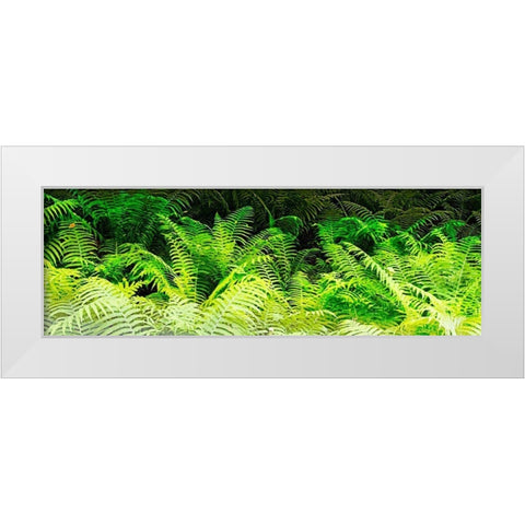 Forest Ferns I White Modern Wood Framed Art Print by Hausenflock, Alan